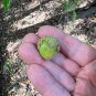 Overcup Oak 5 Seeds Quercus lyrata