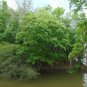 Overcup Oak 5 Seeds Quercus lyrata