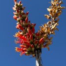 Ocotillo Fouquieria splendens  25 Seeds