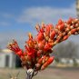 Ocotillo Fouquieria splendens 25 Seeds