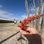 Ocotillo Fouquieria splendens 25 Seeds