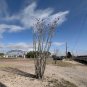 Ocotillo Fouquieria splendens 25 Seeds
