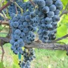 Summer Grape Vitis aestivalis 20 Seeds