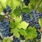 Summer Grape Vitis aestivalis 20 Seeds
