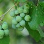 Summer Grape Vitis aestivalis 20 Seeds