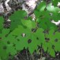 Summer Grape Vitis aestivalis 20 Seeds