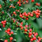 Rockspray Cotoneaster Cotoneaster horizontalis 100 Seeds