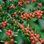 Rockspray Cotoneaster Cotoneaster horizontalis 100 Seeds