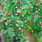 Rockspray Cotoneaster Cotoneaster horizontalis 100 Seeds
