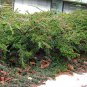 Rockspray Cotoneaster Cotoneaster horizontalis 100 Seeds
