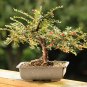 Rockspray Cotoneaster Cotoneaster horizontalis 100 Seeds
