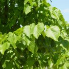 Littleleaf Linden Tilia cordata 100 Seeds Littleleaf Linden Tilia cordata 100 Seeds