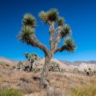 Joshua Tree Yucca brevifolia 20 Seeds Joshua Tree Yucca brevifolia 20 Seeds