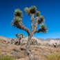 Joshua Tree Yucca brevifolia 20 Seeds