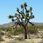 Joshua Tree Yucca brevifolia 20 Seeds