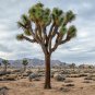 Joshua Tree Yucca brevifolia 20 Seeds