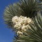 Joshua Tree Yucca brevifolia 20 Seeds