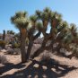 Joshua Tree Yucca brevifolia 20 Seeds