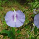 Spurred Butterfly Pea  20 Seeds  Centrosema virginianum