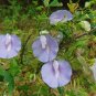 Spurred Butterfly Pea 20 Seeds Centrosema virginianum