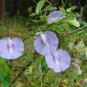 Spurred Butterfly Pea 20 Seeds Centrosema virginianum