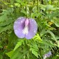 Spurred Butterfly Pea 20 Seeds Centrosema virginianum
