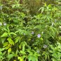 Spurred Butterfly Pea 20 Seeds Centrosema virginianum