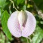 Spurred Butterfly Pea 20 Seeds Centrosema virginianum
