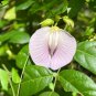 Spurred Butterfly Pea 20 Seeds Centrosema virginianum