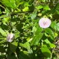 Spurred Butterfly Pea 20 Seeds Centrosema virginianum