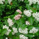Green Hawthorn Crataegus viridis 100 Seeds Green Hawthorn Crataegus viridis 100 Seeds