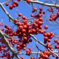 Green Hawthorn Crataegus viridis 100 Seeds