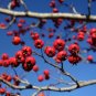 Green Hawthorn Crataegus viridis 100 Seeds