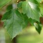 Green Hawthorn Crataegus viridis 100 Seeds