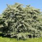 Green Hawthorn Crataegus viridis 100 Seeds