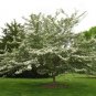 Green Hawthorn Crataegus viridis 100 Seeds