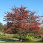 Green Hawthorn Crataegus viridis 100 Seeds