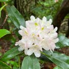 Rosebay Rhododendron Rhododendron maximum 100 Seeds Rosebay Rhododendron Rhododendron maximum 100 Seeds