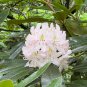 Rosebay Rhododendron Rhododendron maximum 100 Seeds