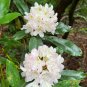 Rosebay Rhododendron Rhododendron maximum 100 Seeds