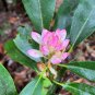 Rosebay Rhododendron Rhododendron maximum 100 Seeds