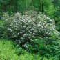 Rosebay Rhododendron Rhododendron maximum 100 Seeds