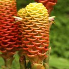 Shampoo Ginger 5 Seeds Zingiber zerumbet Shampoo Ginger 5 Seeds Zingiber zerumbet