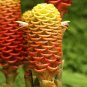 Shampoo Ginger 5 Seeds Zingiber zerumbet