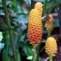 Shampoo Ginger 5 Seeds Zingiber zerumbet