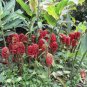 Shampoo Ginger 5 Seeds Zingiber zerumbet