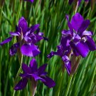 Purple Iris 10 Seeds Iris sibirica Purple Iris 10 Seeds Iris sibirica