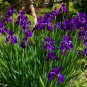 Purple Iris  10 Seeds  Iris sibirica