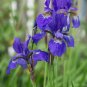 Purple Iris  10 Seeds  Iris sibirica