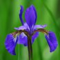 Purple Iris  10 Seeds  Iris sibirica